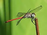 Male viewed from the side