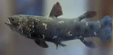 Sarcopterygii (Coelacanth)