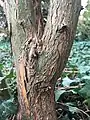 Main trunk (girth 11cm) of mature shrubby specimen, Royal Botanic Garden Edinburgh.