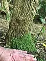 Tree trunk (girth 37cm) of 6m arborescent specimen, Logan, showing fully mature bark
