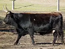 A cow of the Heck breed stands. It is black with horns.