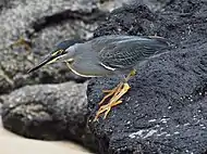 Photo of a gray and green bird with a black cap and long orange legs standing on rocks near a sandy beach