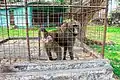 Yellow baboon in the Kinshasa Zoo