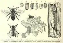 Leafcutter bee life cycle