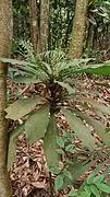 leaf litter plant