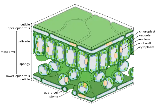 Diagram of fine scale leaf internal anatomy