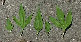 Leaves