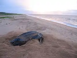 Turtle on the beach of Galibi