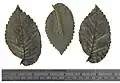 Duncan Place birch-leaved elm, dried leaves