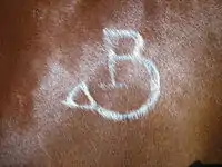 A freeze brand on a horse's shoulder, a common spot for branding.