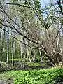 An alder forest at Strömsinlahti, Roihuvuori