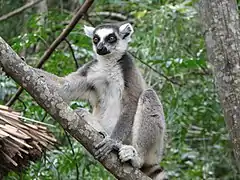 Lemur catta