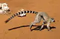 A ring-tailed lemur in Berenty Reserve, set in the spiny forests ecoregion