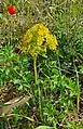 Wild plant in flower, Israel