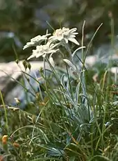 Image 7Edelweiss (Leontopodium alpinum) (from Alps)