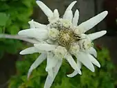 Image 15Edelweiss, a plant associated with mountain sports (from Mountaineering)