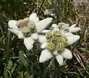 Late season version with "fat" appearance from flowered-out central floret-pods and from longer petal-"fuzz". Specimen found in the Stubai Alps.