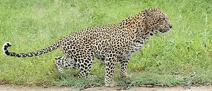 A leopard marking his territory