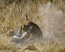 A female in estrus fights with a male attempting to mate with her