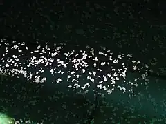 Detail of calcite rafts on the surface of water in Carpinteria Reservoir