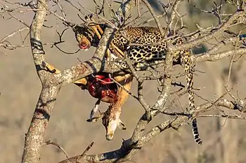 Caching the kill up a tree