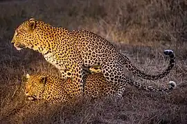 Mating leopards