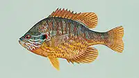 a pumpkinseed sunfish (Lepomis gibbosus)