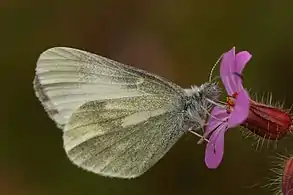 L. juvernica, in Northern Ireland.