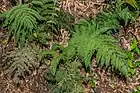 Ferns