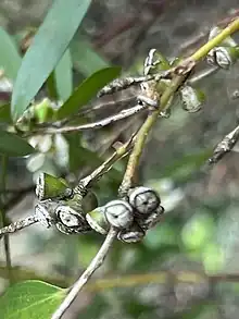 Leptospermum luehmannii.