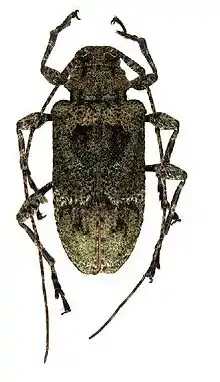 Leptostylopsis viridicomus Fisher, 1942, formerly Leptostylus viridicomus