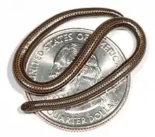 Image 43An adult Barbados threadsnake, Leptotyphlops carlae, on an American quarter dollar  (from Snake)