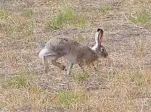 Lepus townsendii