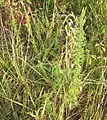 A lespedeza sericea plants growing in Kansas (with two more in the background).  Taken in September 2013.