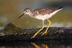 ... yellow (Lesser yellowlegs, T. flavipes), ...