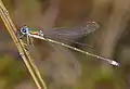 Lestes virens vestalis male