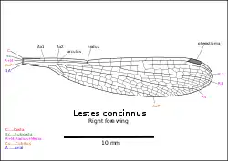 Wing vein diagram right forewing