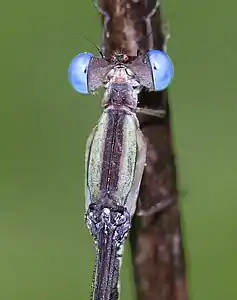 Male (marks on thorax)