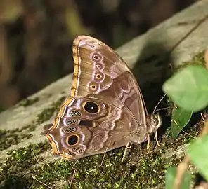 Ventral view