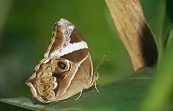 Ventral view (female)