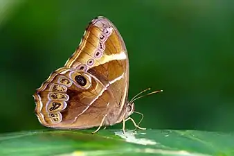 Ventral view (male)