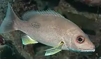 Lethrinidae 'Lethrinus harak'