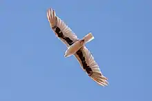 the underside of a Letter-winged kite