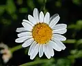 Leucanthemum lacustre