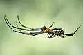 L. sp., Kaeng Krachan National Park, Thailand