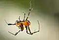 L. sp., Kaeng Krachan National Park, Thailand