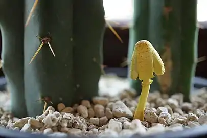 Small specimen with cacti