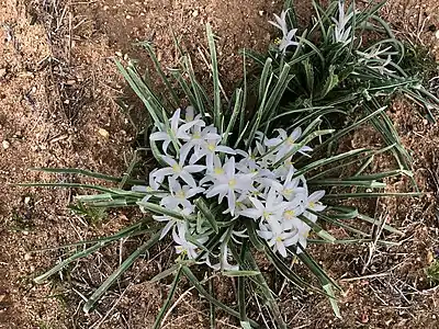Common starlily