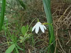 Acis trichophylla