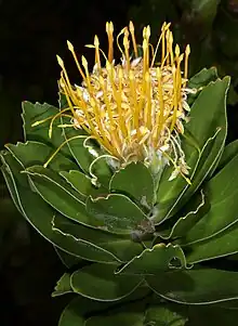 Yellow pincushion tree flower in full, glorious bloom with rounded green leaves.